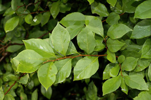 American snowbell leaves