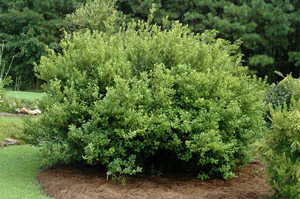 American snowbell in the landscape