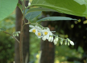 Bigleaf snowbell flowers