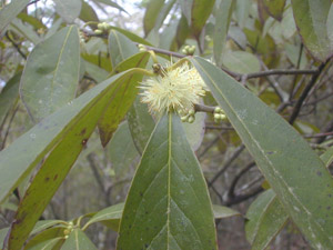 Horse-Sugar, Sweetleaf bloom