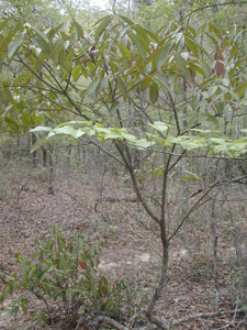 Horse-Sugar, Sweetleaf in the landscape