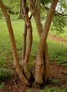 Sparkleberry trunk