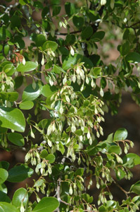 Sparkleberry flowers
