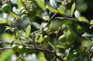 Deerberry fruit
