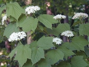 Mapleleaf Viburnum flowers