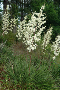 Adamâ??s Needle, Beargrass, Spanish Bayonet, Curly Leaf Yucca flowers