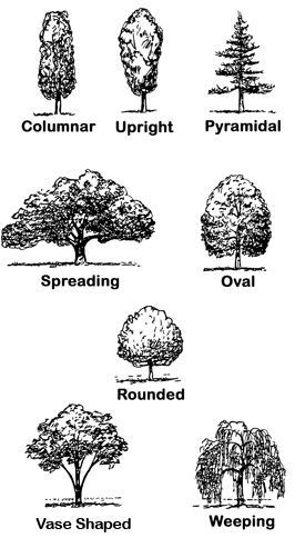 Drawings depicting tree shapes: Columnar, Upright, Pyramidal, Spreading, Oval, Orunded, Vase Shaped, and Weeping.