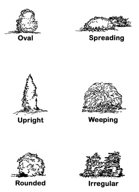 Drawings depicting shrub shapes: Oval, Spreading, Upright, Weeping, Rounded, and Irregular.