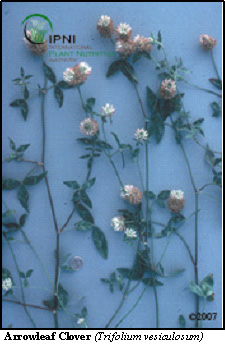 Arrowleaf Clover