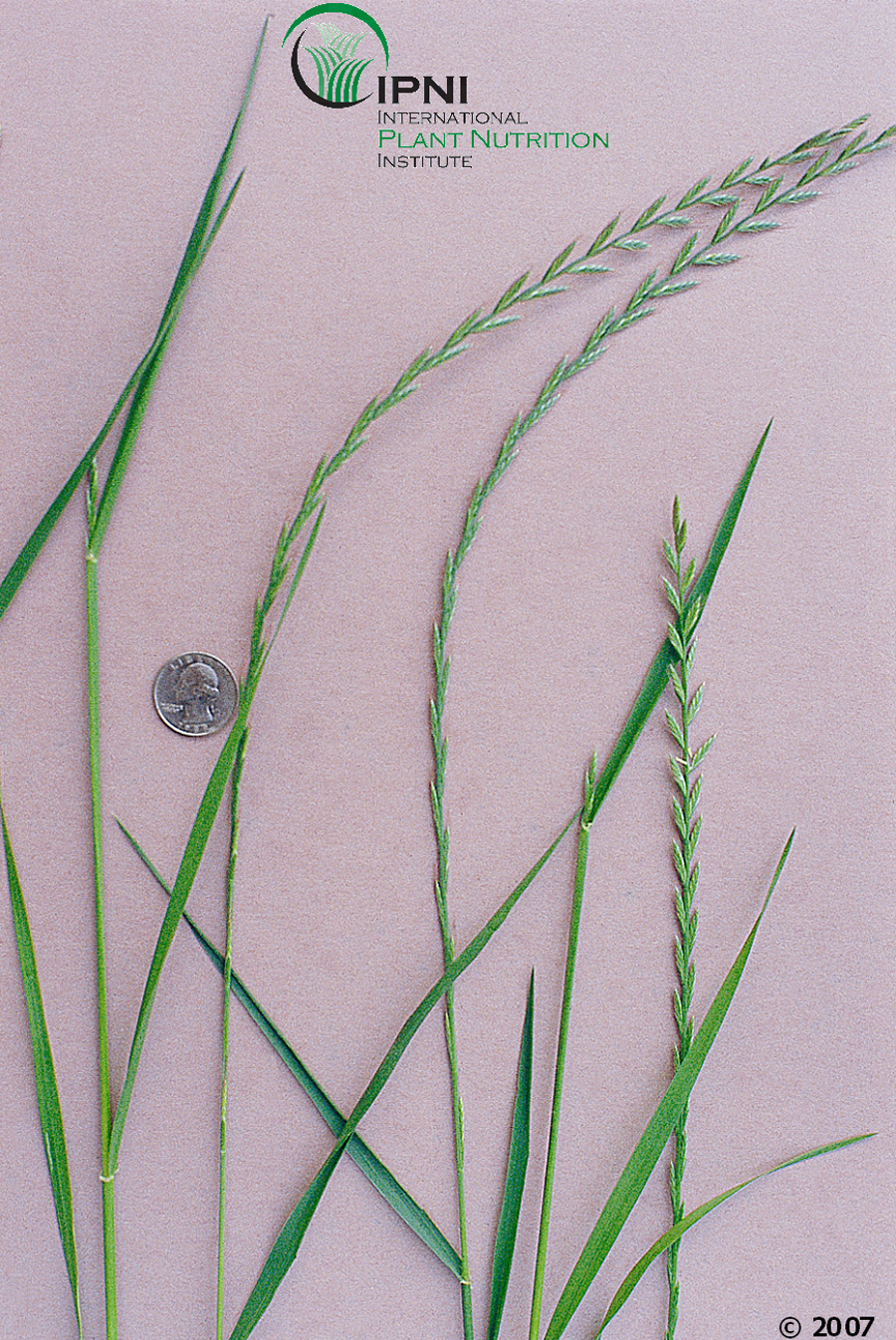 Annual Ryegrass