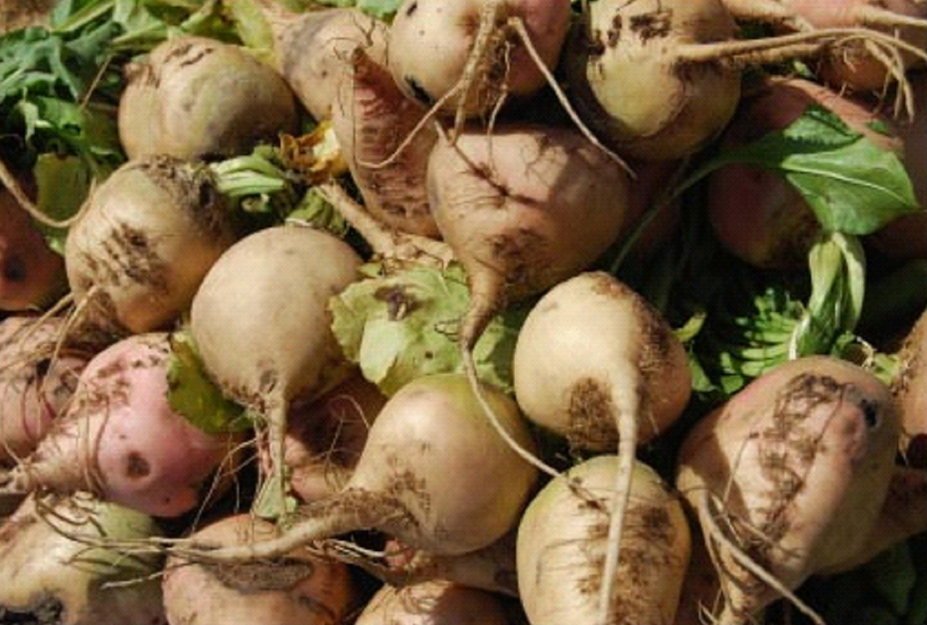 Rutabagas