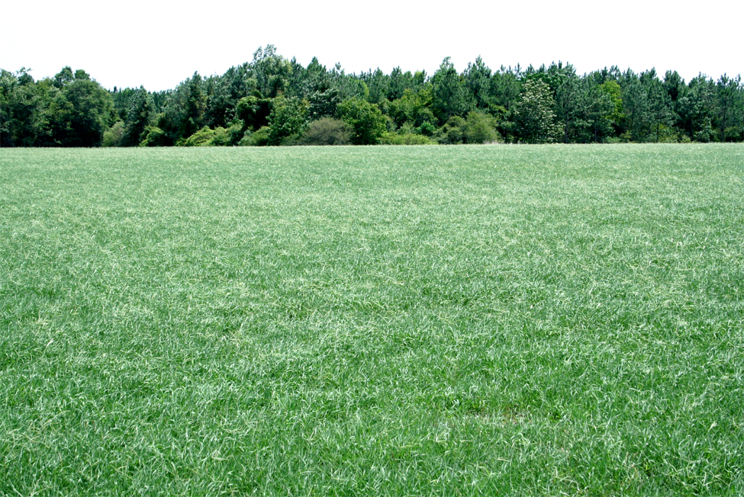 field of grass