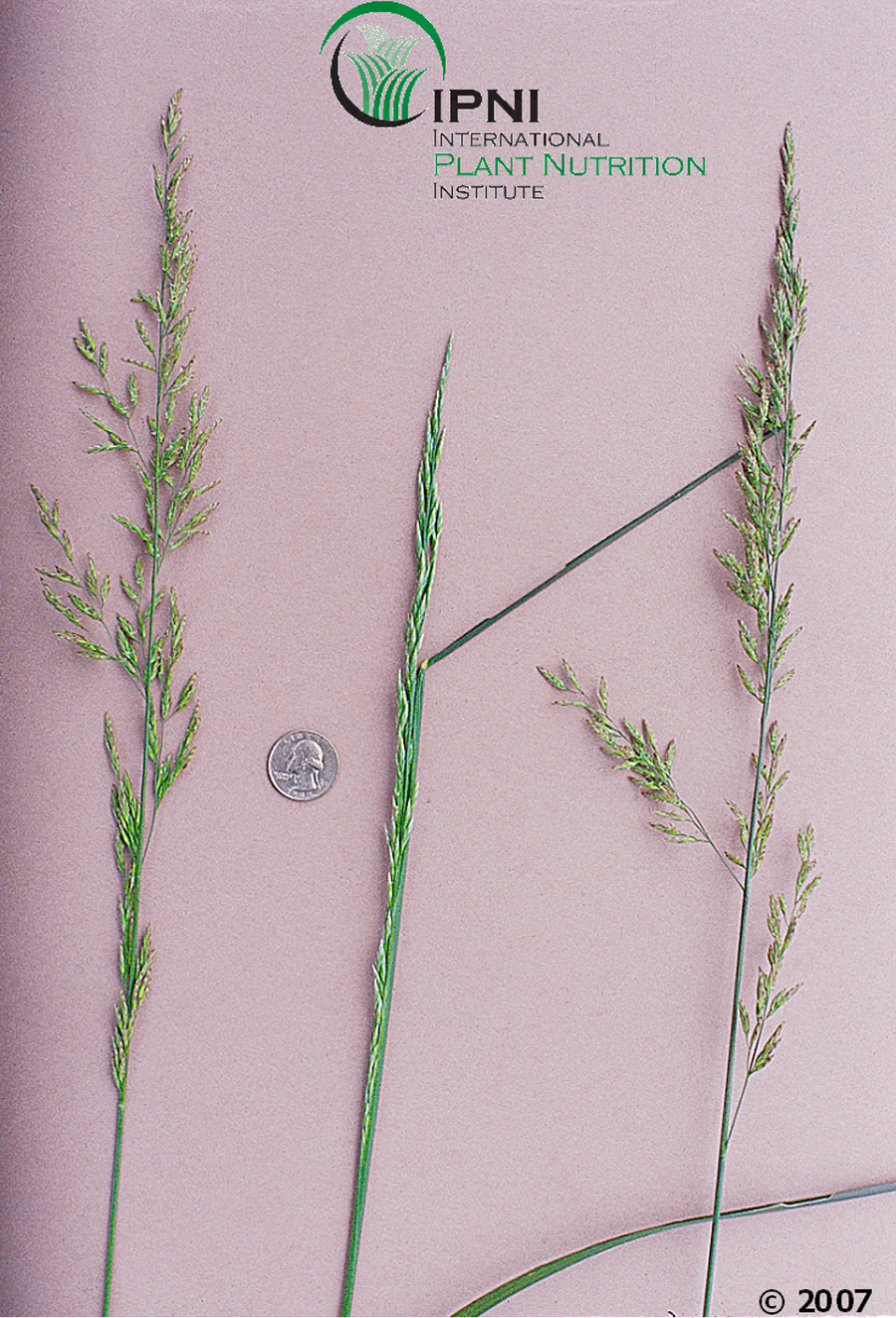 Tall Fescue