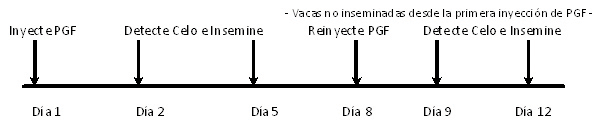 Día 1, inyecte PGF. Día 2 y 5 , Detecte Celo e Insemine. Para vacas no inseminadas desde la primera inyección de PGF, en día 8 reinyecte PGF. Día 9 y 12, detecte celo e insemine