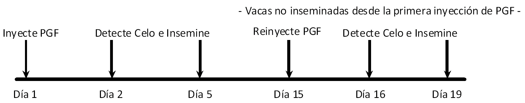 Día 1, inyecte PGF. Día 2 y 5 , Detecte Celo e Insemine. Para vacas no inseminadas desde la primera inyección de PGF, en día 15 reinyecte PGF. Día 16 y 19, detecte celo e insemine