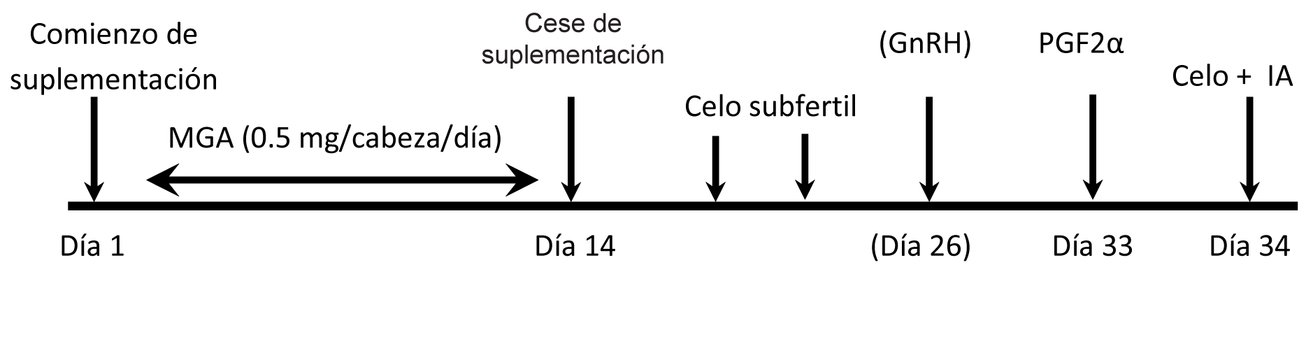 Día 1, comienzo de suplementación. Días 1 a 14, MGA (0.5 mg/cabeza/día). Día 14, cese de suplementación. Día 14 a 26, celo subfertil. Día 26, GnRH. Día 33, PGF2a. Día 34, celo + IA