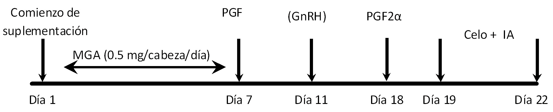 Día 1, comienzo de suplementación. Días 1 a 7, MGA (0.5 mg/cabeza/día). Día 7, PGF. Día 11, GnRH. Día 18, PGF2a. Día 19 y 22, celo + IA