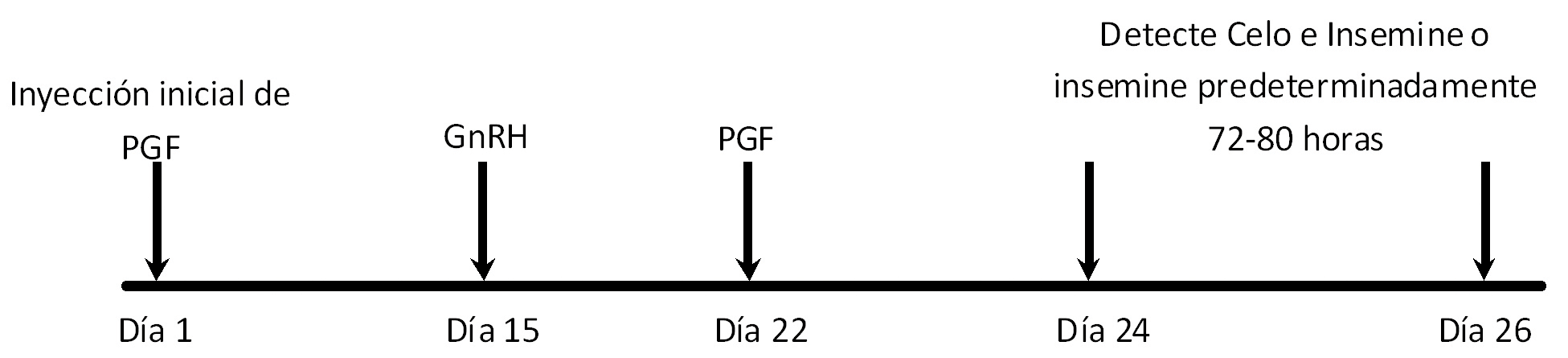Día 1, PGF. Día 15, GnRH. Día 22, PGF. Día 24 y 26, detecte celo e insemine o insemine predeterminadamente 72-80 horas