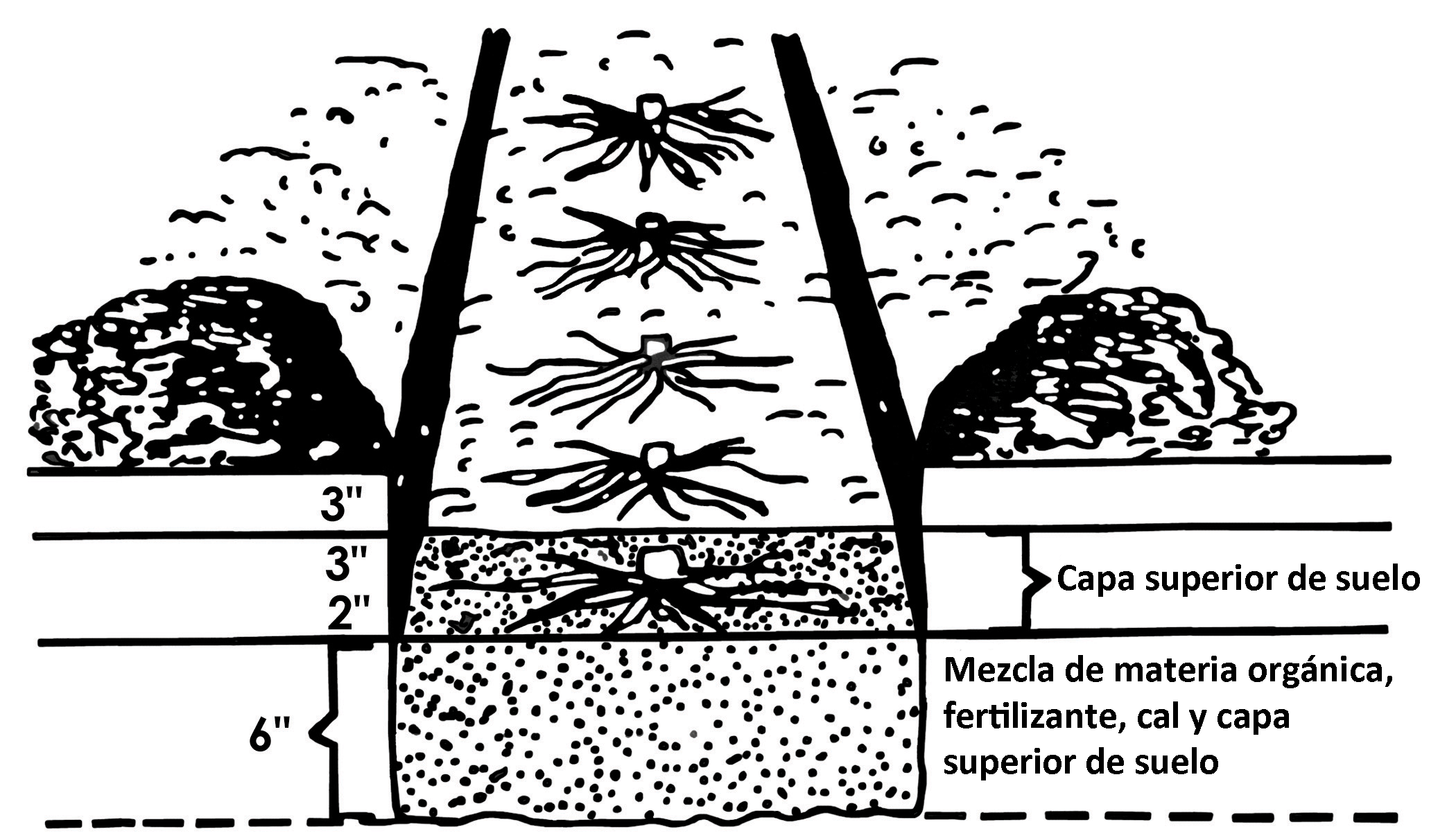 Método del surco para trasplantar coronas de espárragos