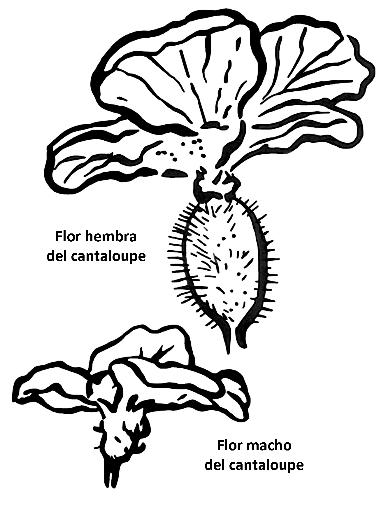 Polinización