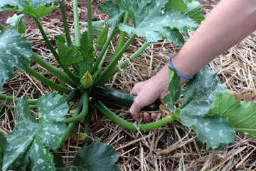 Coseche Vegetales de Alta Calidad