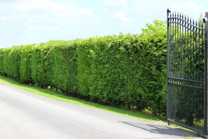 Tall Leyland cypress / Cupressus x Leylandii hedge in a sunny front garden, beneath a blue cloudy sky. This hedge is pictured in the late spring, with fresh growth just starting to appear. An ornate iron gate painted black makes a grand entrance to the driveway.