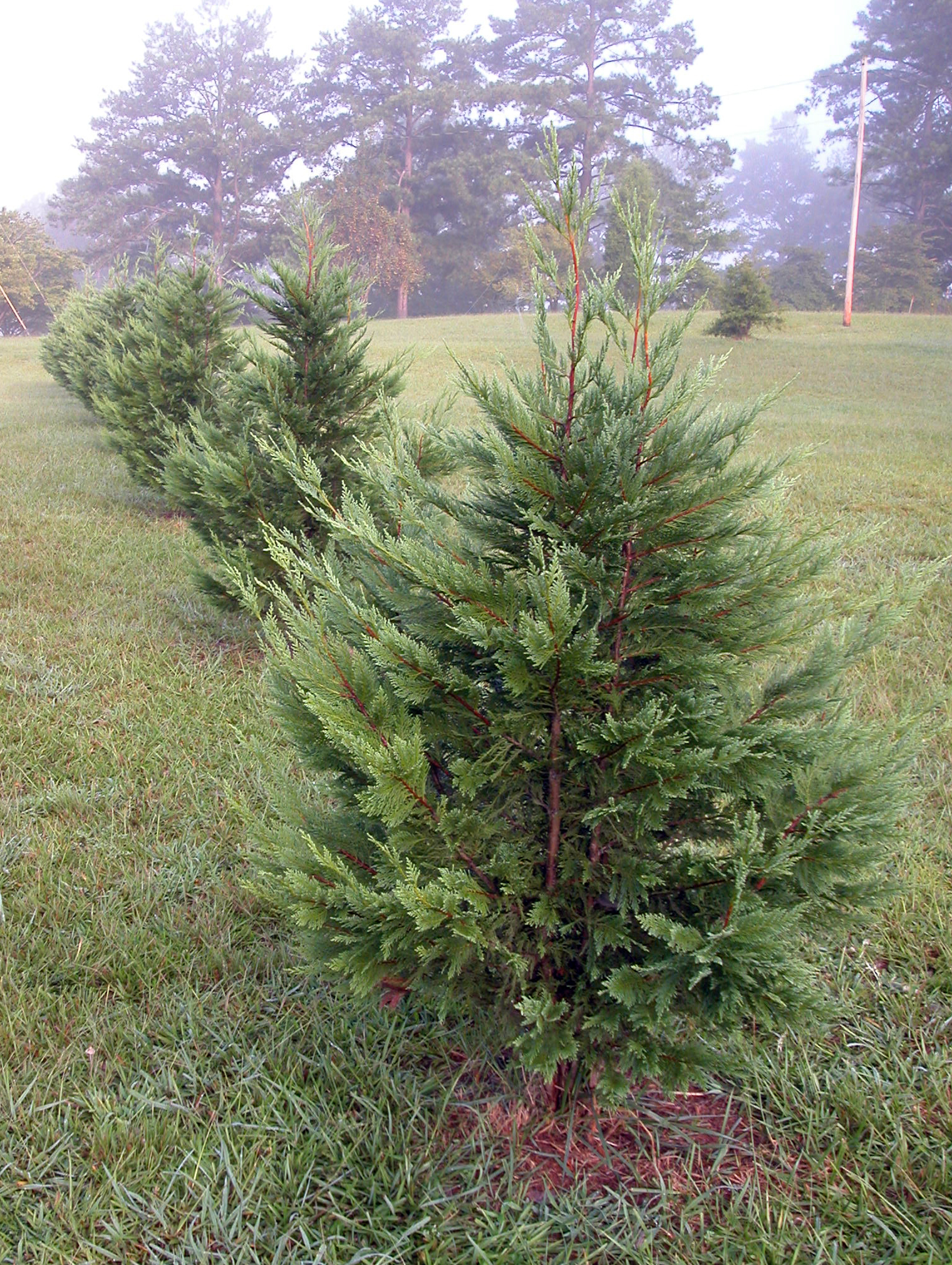 Leyland cypress trees grow as a property border in a lawn in Butts Co., Ga.