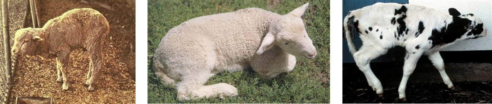 lamb, sheep, and calf that are selenium deficient.