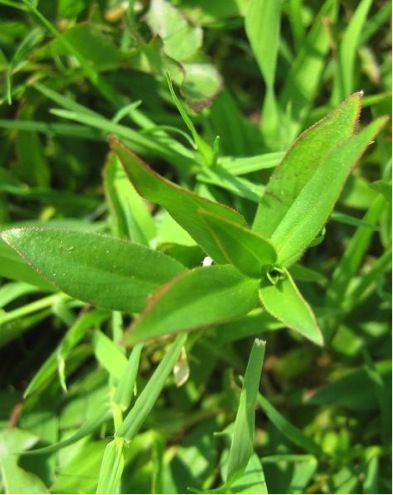 Virginia buttonweed in tall fescue
