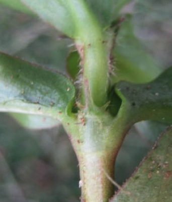 Viriginia buttonweed stems with hairs and fleshy appendage where leaves join stems.