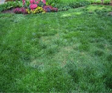 Bermuda en un jardin residencial defestuca alta