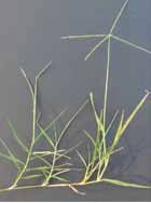 Plantulas de Bermuda