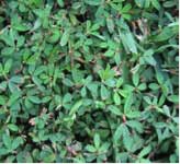 Lespedeza común en uncésped ciempiés