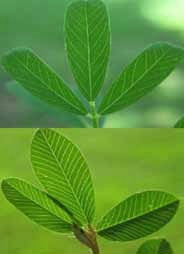 Hojas de Lespedeza serícea(arriba) y Lespedeza común (abajo)