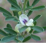 Hojas y flores de lespedezaserícea