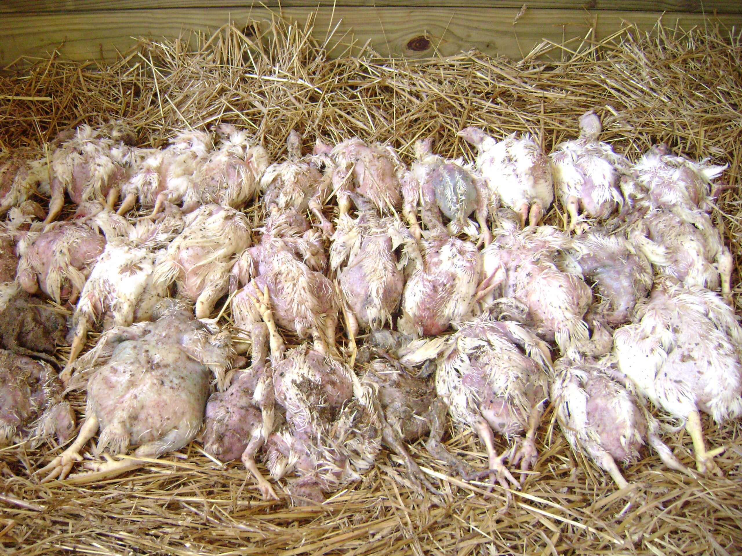 Cadáveres mal colocados