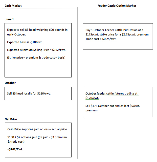 Examples of cash market and feeder cattle option market timelines