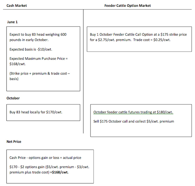 Examples of cash market and feeder cattle option market timelines