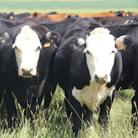 beef cattle