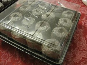 Translucent plastic flat with hydrated peat pellets in it.