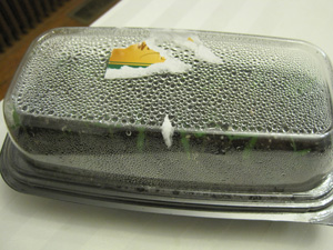 Plastic container with a clear lid