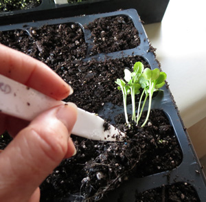 Seedling being transplanted from seed bed