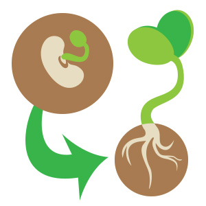 illustration of seed germinating