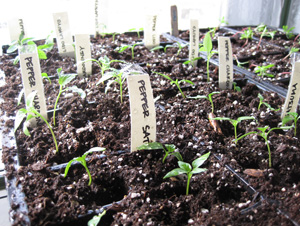 transplants in flats