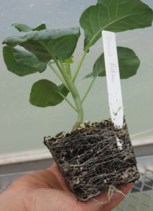 transplant ready for garden
