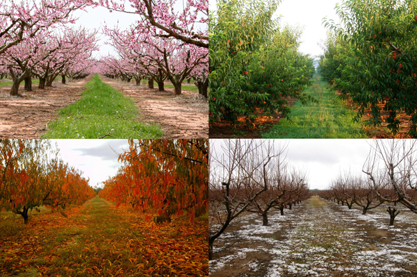peach orchard in spring, summer, fall, winter