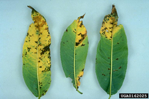 peach leaves with bacterial spot causing them to yellow with dark spots