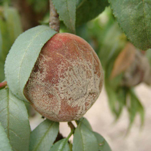 peach fruit with brown rot