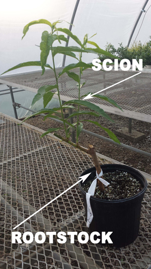 Potted peach tree with rootstock and scion labeled.