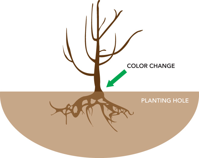 Fruit tree in a planting hole, showing that the roots do not reach the bottom of the hole, and the hole is twice as wide as the root spread. An arrow points to the tree trunk at the top of the hole, labeled